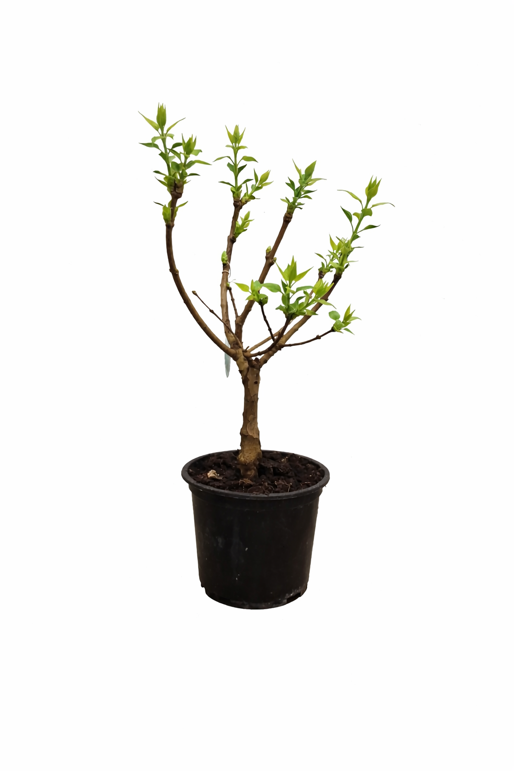 Edelflieder Stämmchen Mme Lemoine 60-80 cm – Syringa vulgaris weiß gefüllt, Duftflieder Stamm