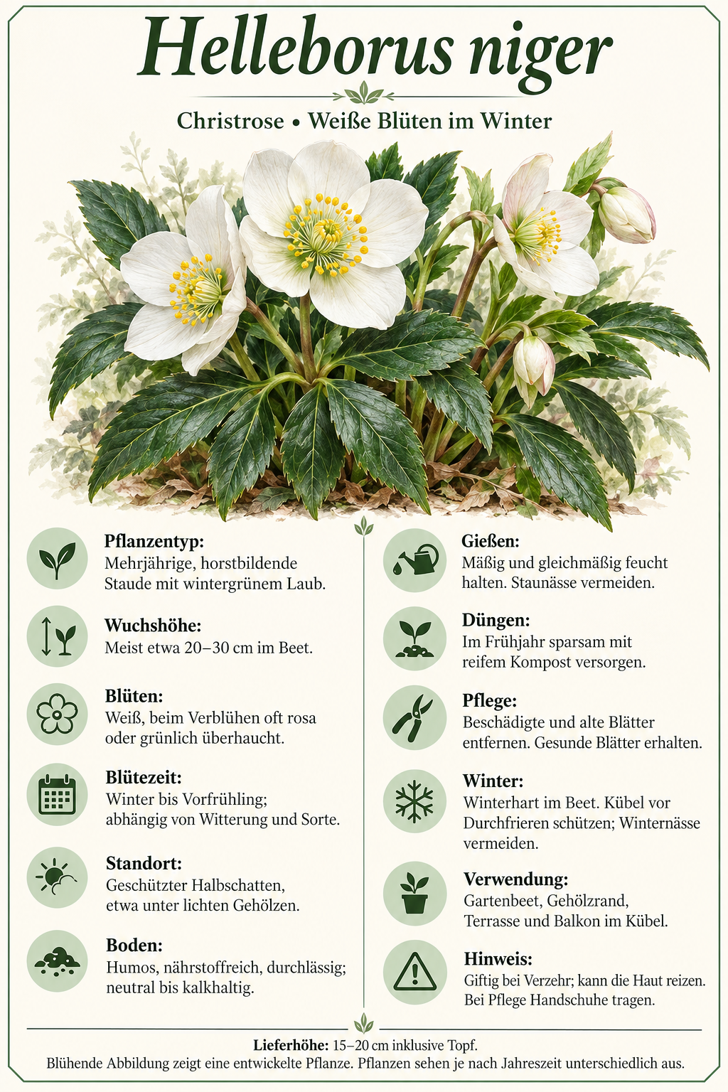 Christrose – Helleborus niger, weiß blühende winterharte Staude für Garten & Kübel – 15–20 cm inkl. Topf