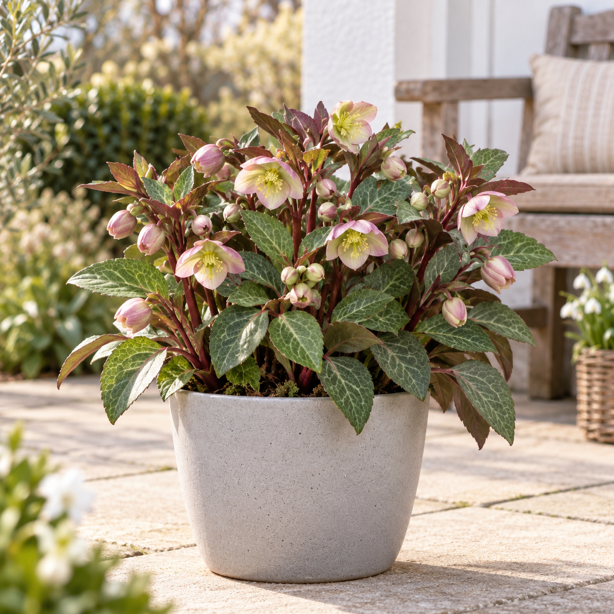 Helleborus lividus ‘Pink’ – rosa Mallorquinische Nieswurz für Terrasse & Kübel – 15–20 cm inkl. Topf