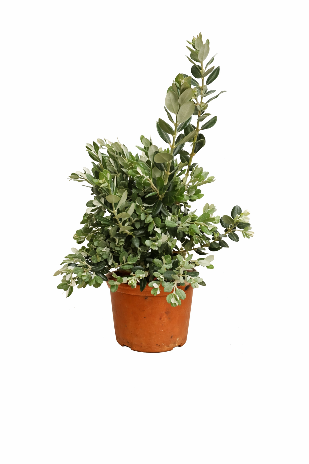 Rarität Metrosideros excelsa 40–60 cm Neuseeländischer Weihnachtsbaum Eisenholzbaum Südseemyrte Kübelpflanze exotisch