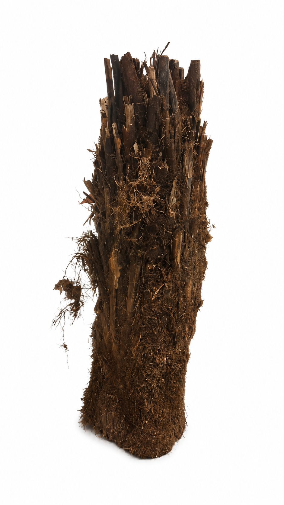 Stromová kapradina Dicksonia antarctica holý kmen cca. 80 cm Pozůstatek z pravěku