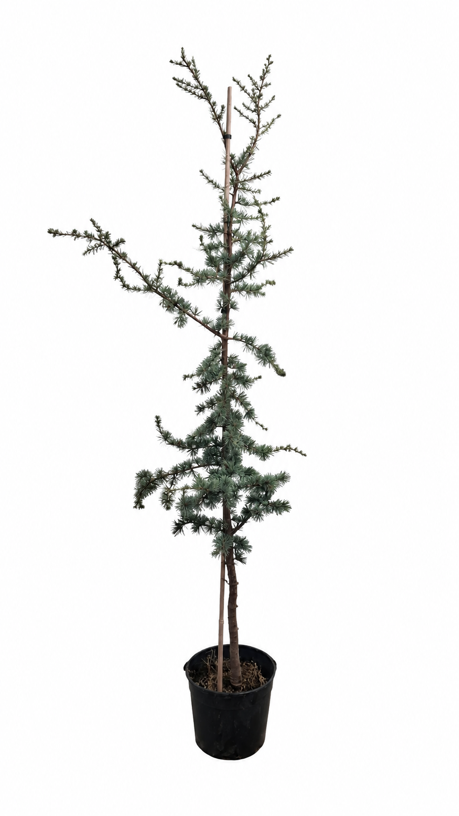 Blaue Atlaszeder ‘Glauca’ 180–200 cm – Cedrus atlantica, winterharter Nadelbaum für Garten & Kübel