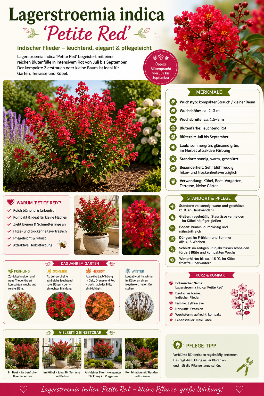 Lagerstroemia indica Petite Red 40–60 cm – Rote Zwerg-Kreppmyrte im 2,5-Liter-Topf – Flieder des Südens für Garten und Kübel