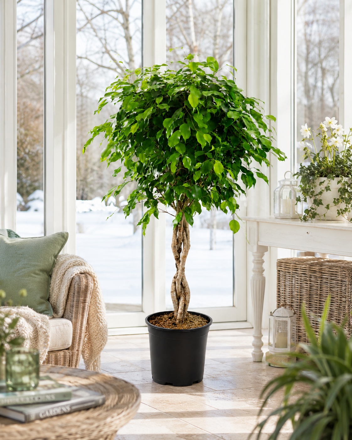 Birkenfeige Ficus Benjamina Exotica Stämmchen ca 120 cm – Pflegeleichte Zimmerpflanze & Grünpflanze für Wohnzimmer und Büro