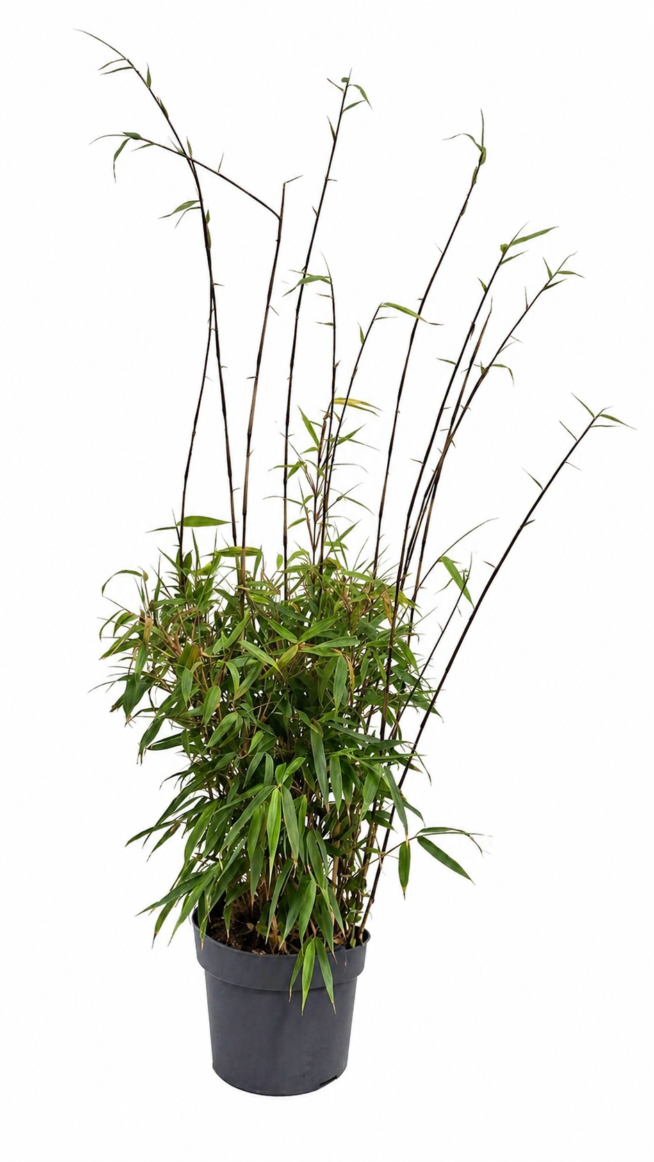Fargesia Rufa Bambus ca 100 cm im 19 cm Topf Winterharter Schirmbambus bis 2,5 m Höhe - Sichtschutz - ohne Rhizomsperre