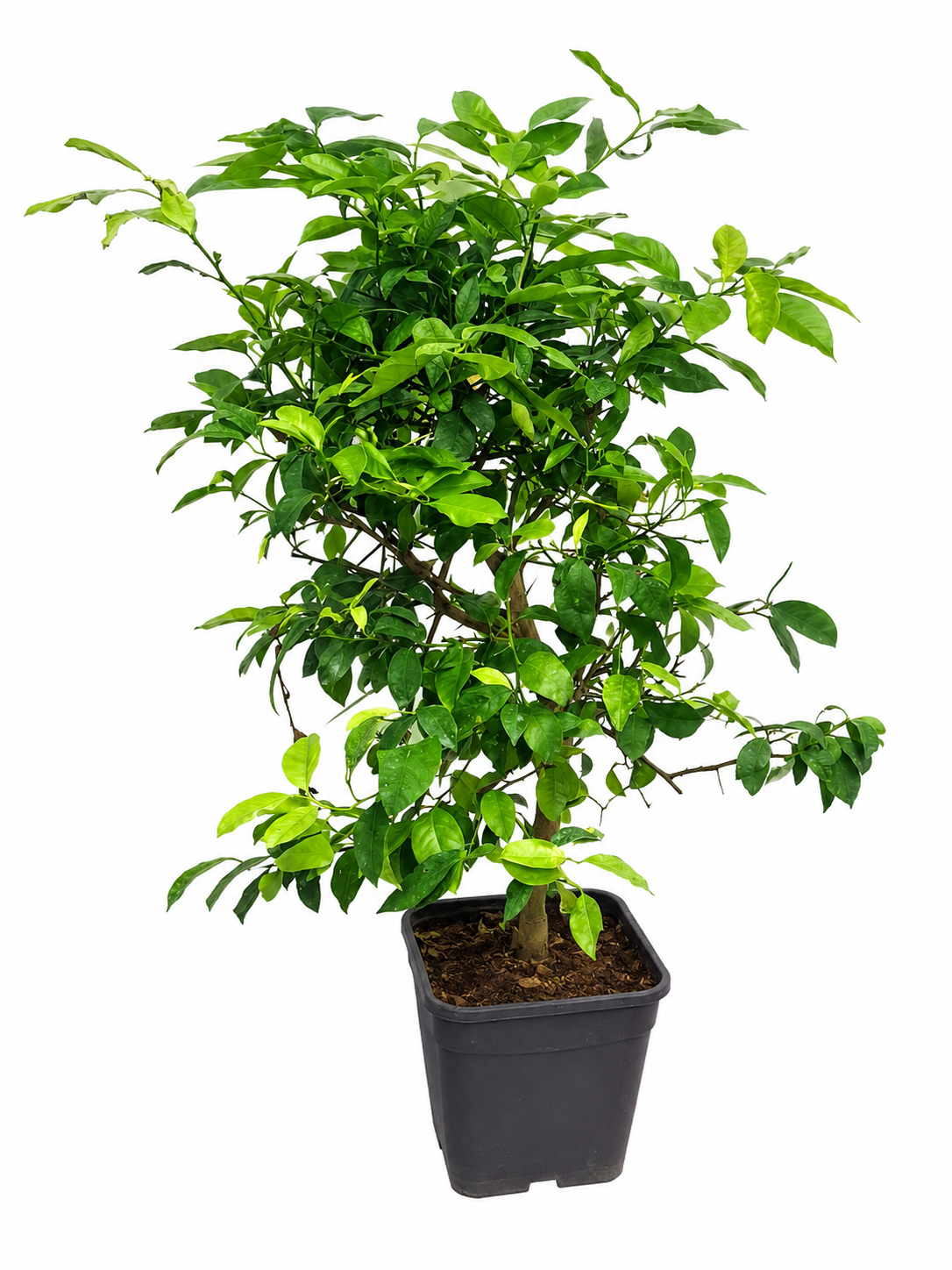 Rangpur Limette Lima Rossa 70–100 cm – Citrus limonia – Rote Limette – exotischer Zitrusbaum für Balkon, Terrasse & Wintergarten