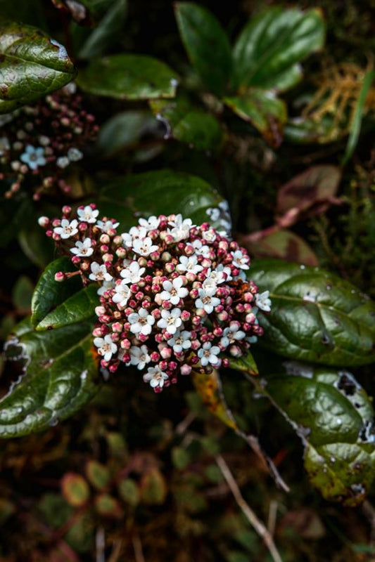 Schneeball Viburnum tinus ca. 30 cm – Immergrüner Blütenschmuck für Garten und Terrasse