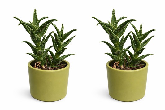 2er Set Aloe squarrosa 20 cm im Keramikübertopf Zebra Aloe Zimmerpflanze