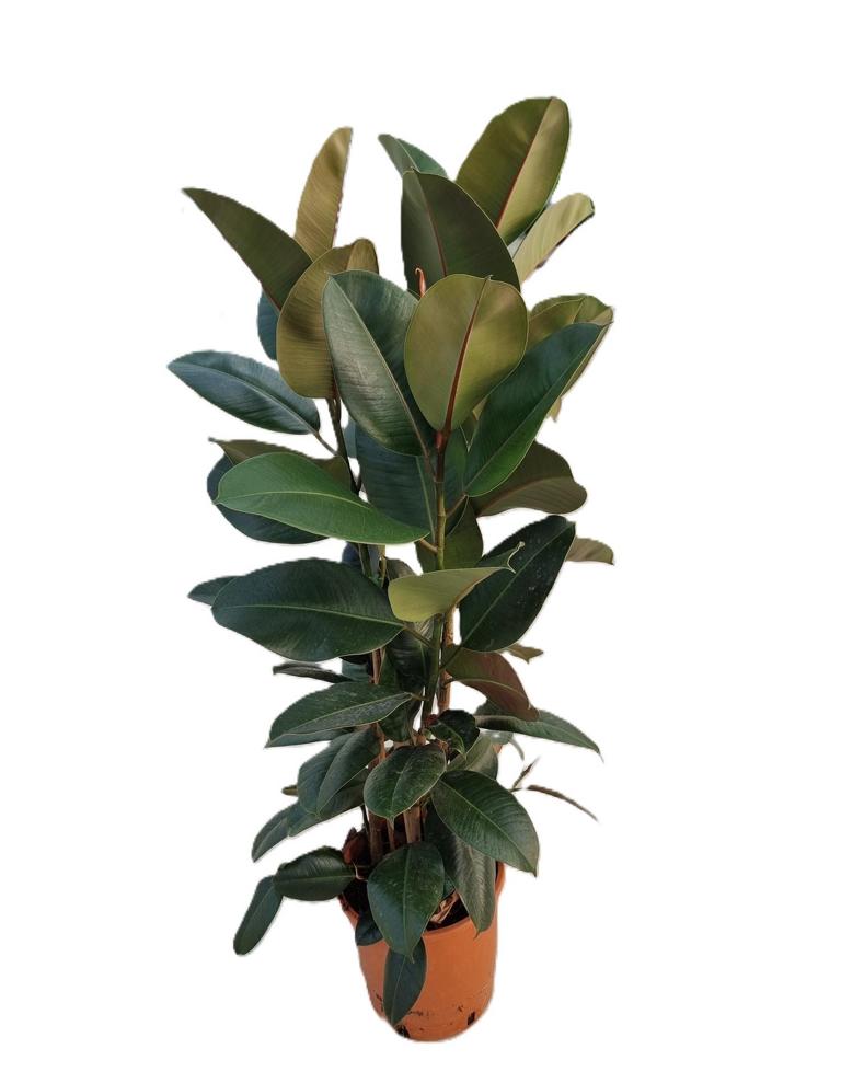 Gummibaum (Ficus Elastica Robusta) – 3 Pflanzen im Topf ca. 100 cm | Beliebte Zimmerpflanze, pflegeleicht & luftreinigend
