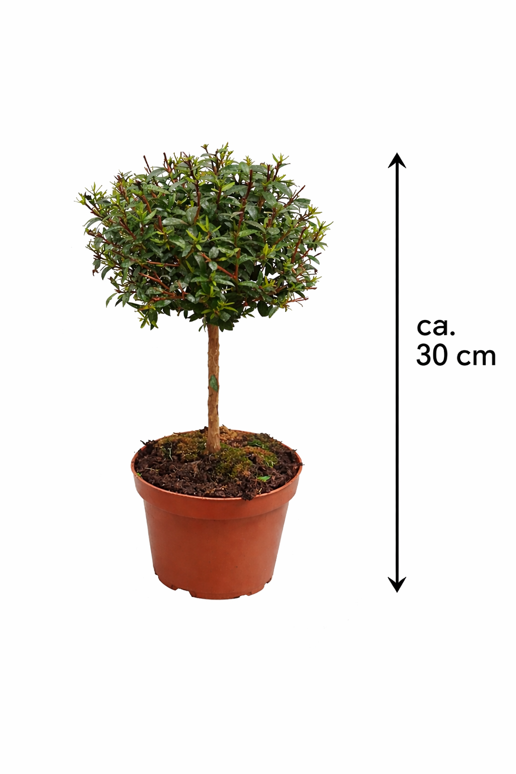Brautmyrte Stämmchen ca. 50 cm – Echte Myrte (Myrtus communis) –  Immergrünes Stämmchen für Balkon & Terrasse