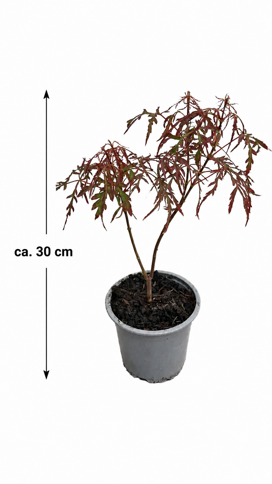 Acer palmatum ‘Royal Garnet’ ca. 30 cm – Japanischer Fächerahorn, roter Schlitzahorn für Garten und Kübel