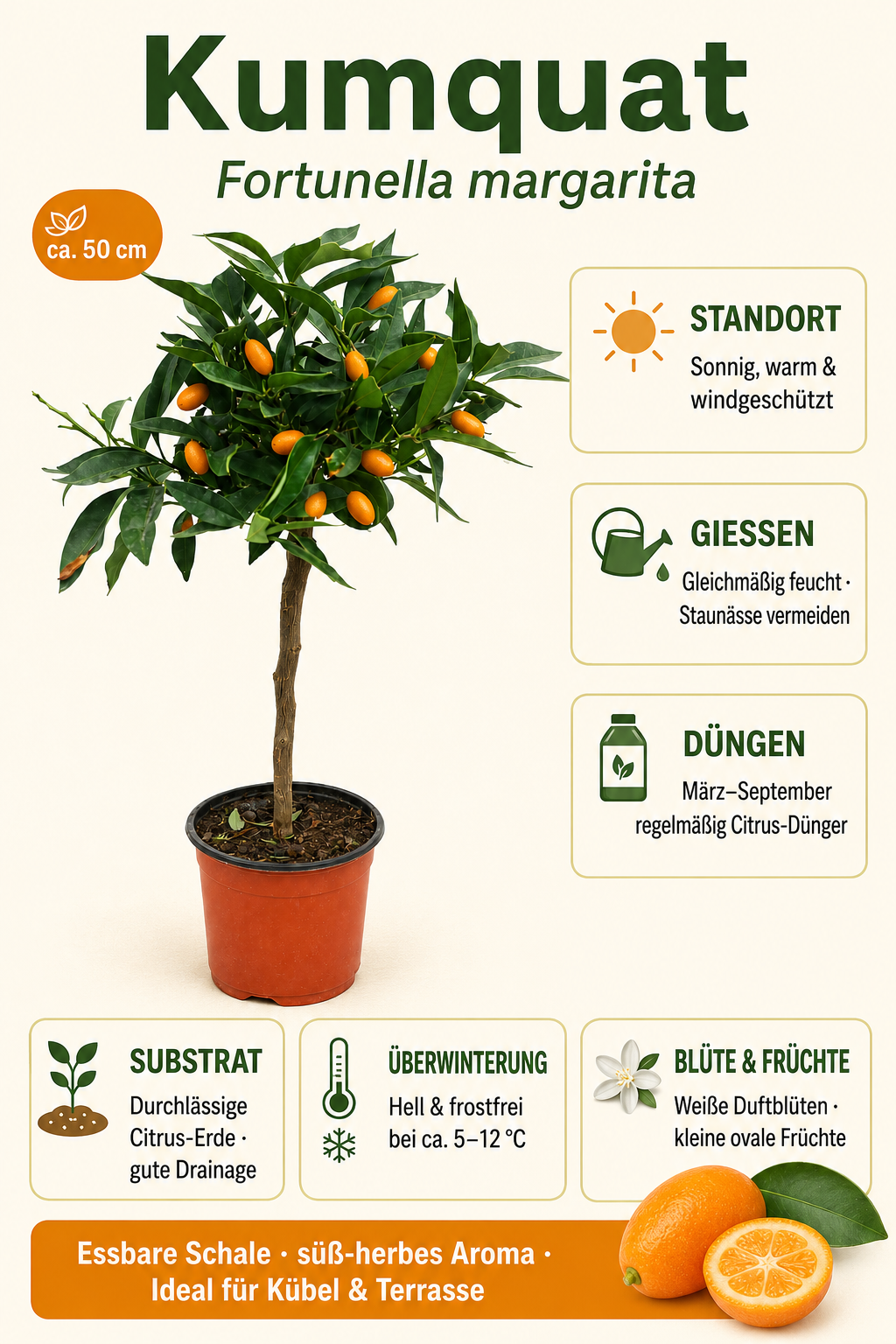 Kumquat-Stämmchen „Nagami“ ca. 50 cm – Fortunella margarita, Zwergorange und mediterraner Zitrusbaum für Balkon & Terrasse