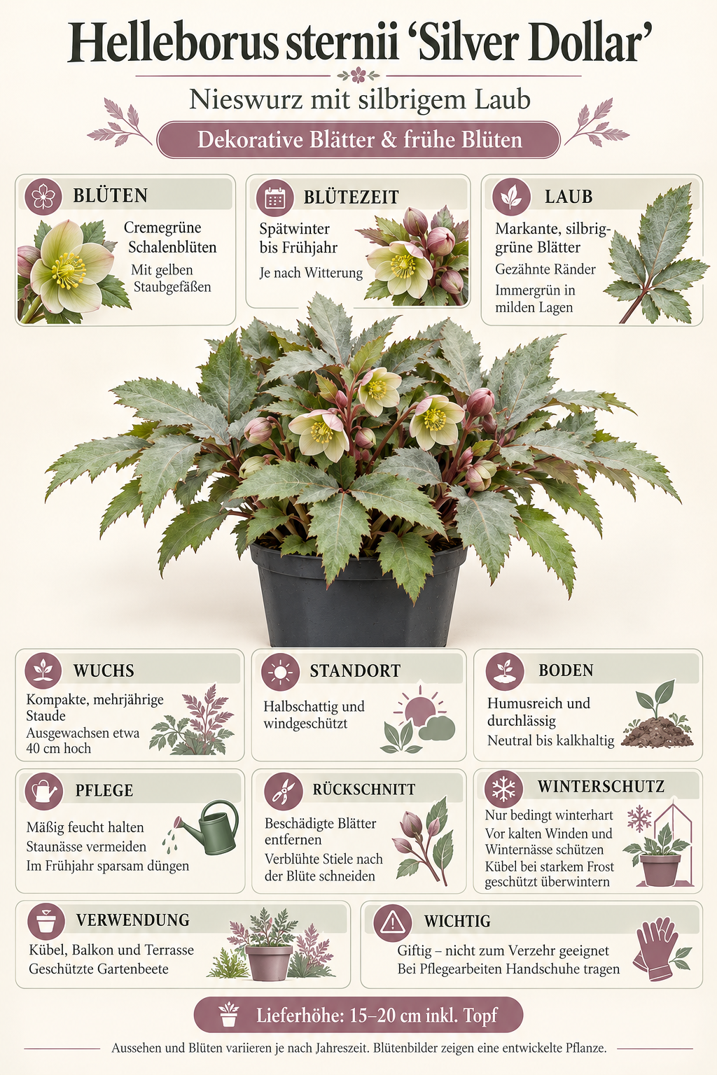 Helleborus × sternii ‘Silver Dollar’ – Nieswurz mit silbrigem Laub, immergrüne Blütenstaude für Garten & Kübel – 15–20 cm inkl. Topf