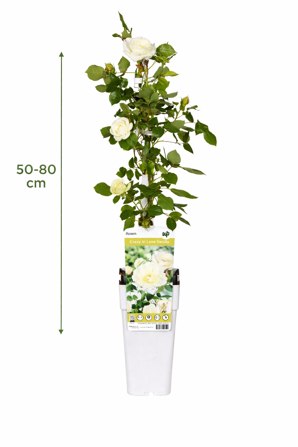 Kletterrose „Crazy in Love Vanille“ 50-70 cm Duftende Edelrose, öfterblühend, winterhart, Gartenrose, Rankrose