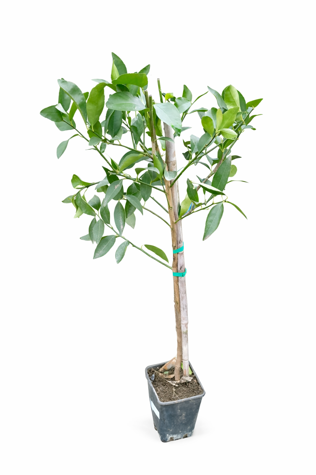 Persische Limette (Citrus latifolia) 120-140 cm - Tahiti-Limette für Garten & Küche