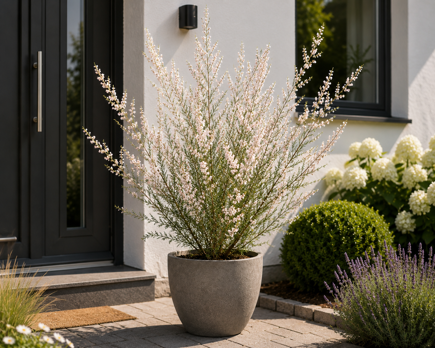 Tamarix 'Hulsdonk White' 40–60 cm – Weiße Tamariske | Winterharter Blütenstrauch für Garten, Hecke & Kübel