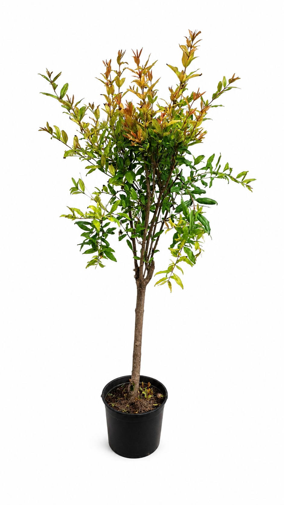 Punica Granatum Tendral de Valencia – Granatapfelbaum 70–100 cm – Mediterraner Granatapfel Strauch winterhart Kübelpflanze Obstbaum