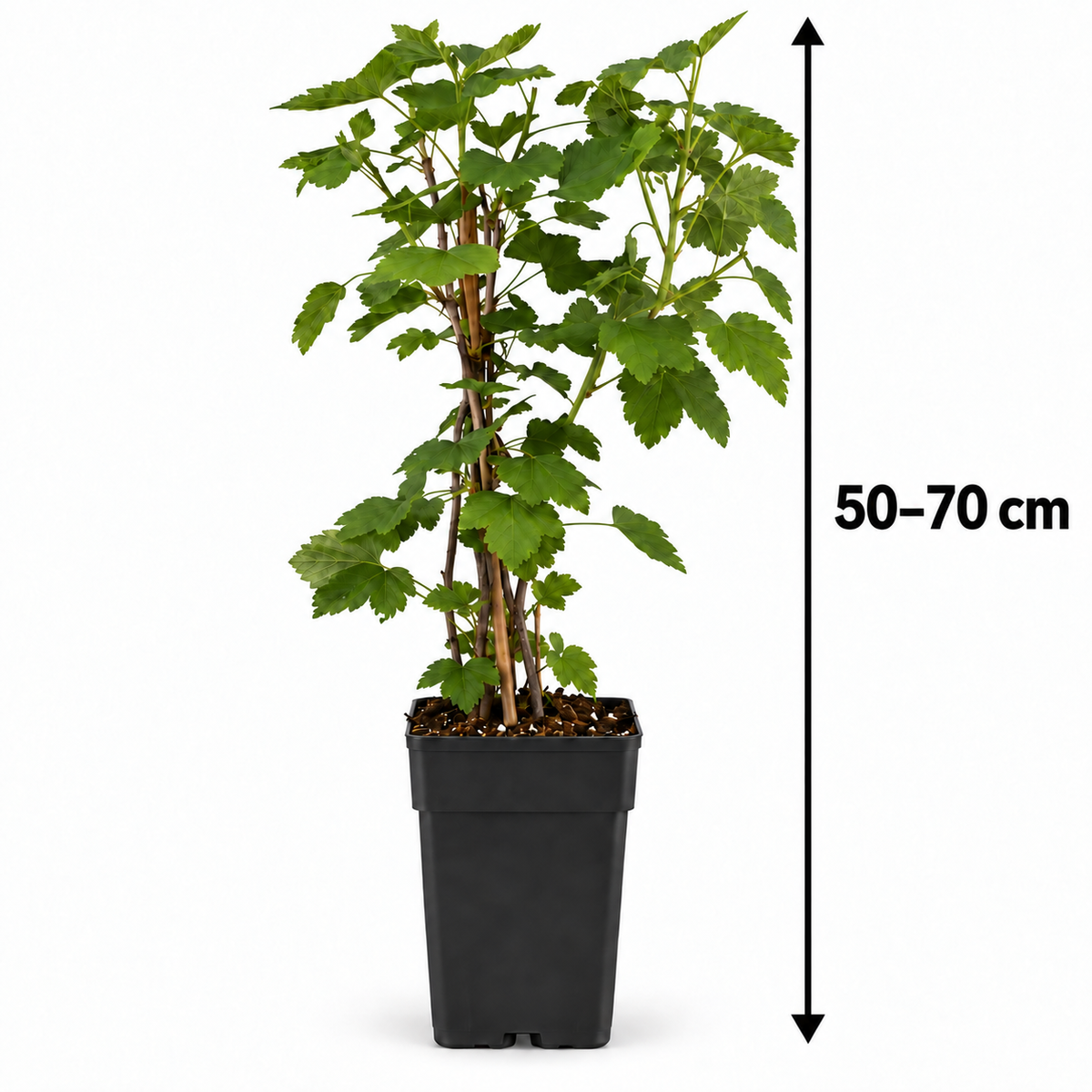 Weiße Johannisbeere ‘Witte Hollander’ 50–70 cm – Ribes rubrum, Beerenstrauch für Garten und Kübel