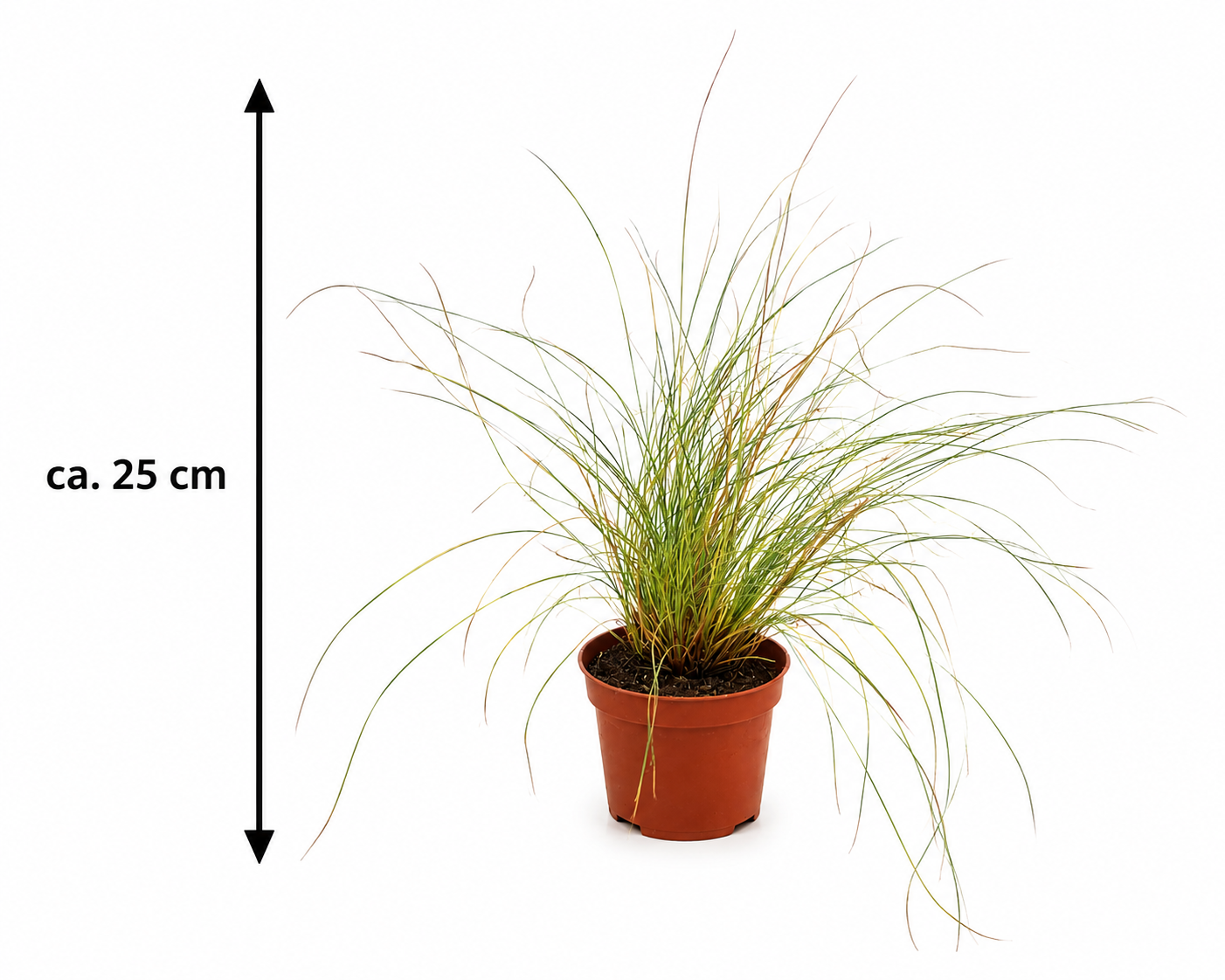 Carex brunnea Jenneke ca. 25 cm – Japan Segge – Immergrünes Ziergras für Garten, Balkon, Kübel & Beet
