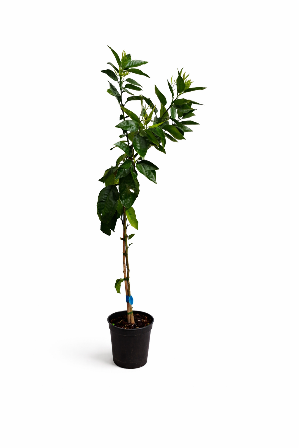Mandarinenbaum 100–140 cm im Topf (C17) – Citrus reticulata – Mandarinenbäumchen / Mandarine Pflanze winterhart bedingt für Terrasse & Balkon