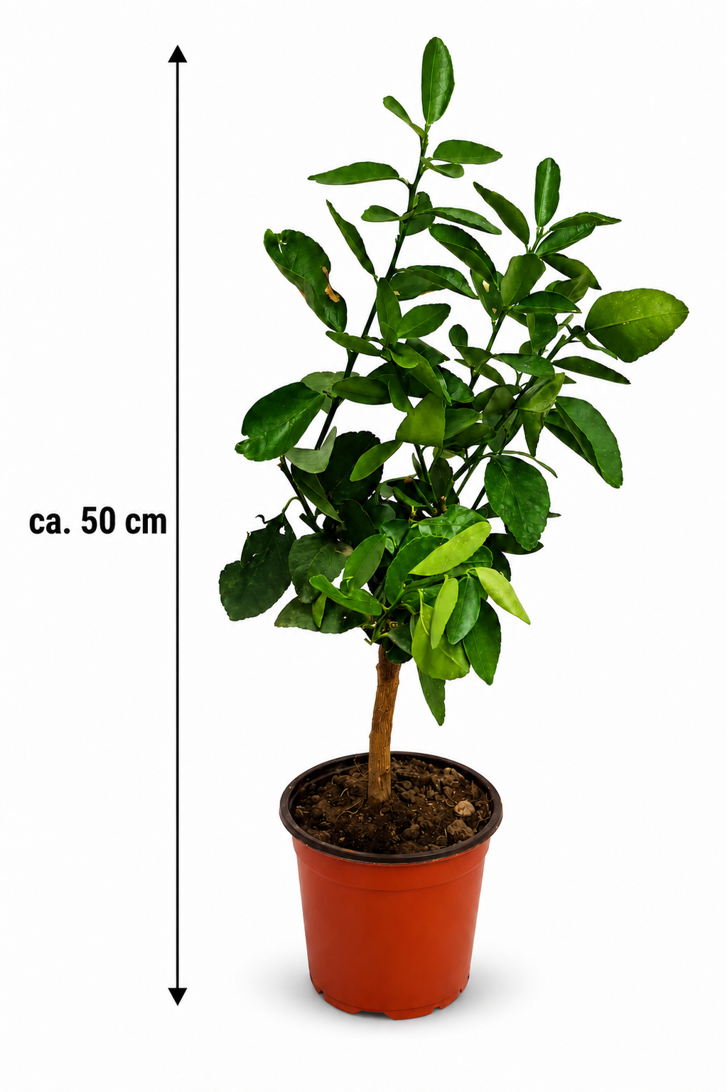 Zitronenbaum Eureka als Stämmchen ca. 50 cm – Citrus limon, mediterrane Zitruspflanze für Balkon und Terrasse