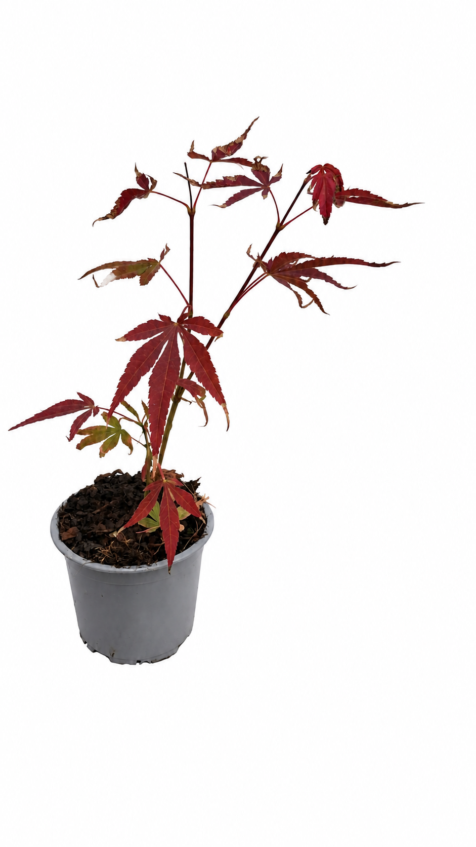 Acer palmatum ‘Atropurpureum’ ca. 30 cm – Roter Japanischer Fächerahorn für Garten, Terrasse und Kübel
