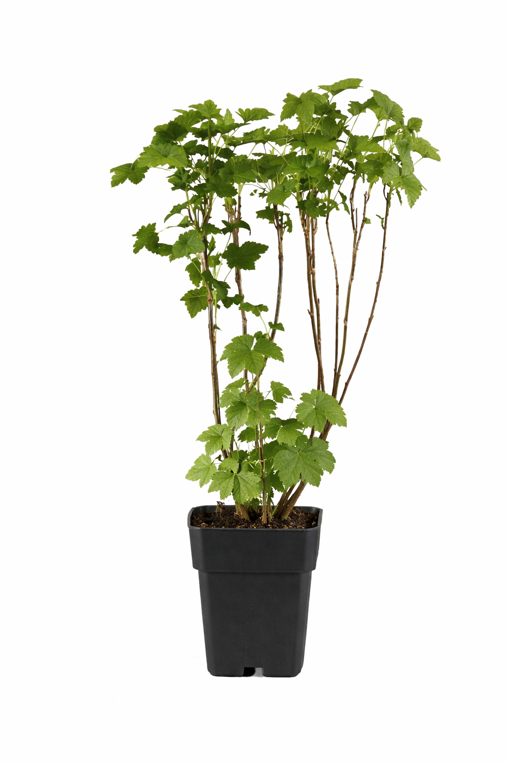 Černý rybíz - Ribes nigrum - Ben Nevis 60 - 70 cm - velkoplodý, rob