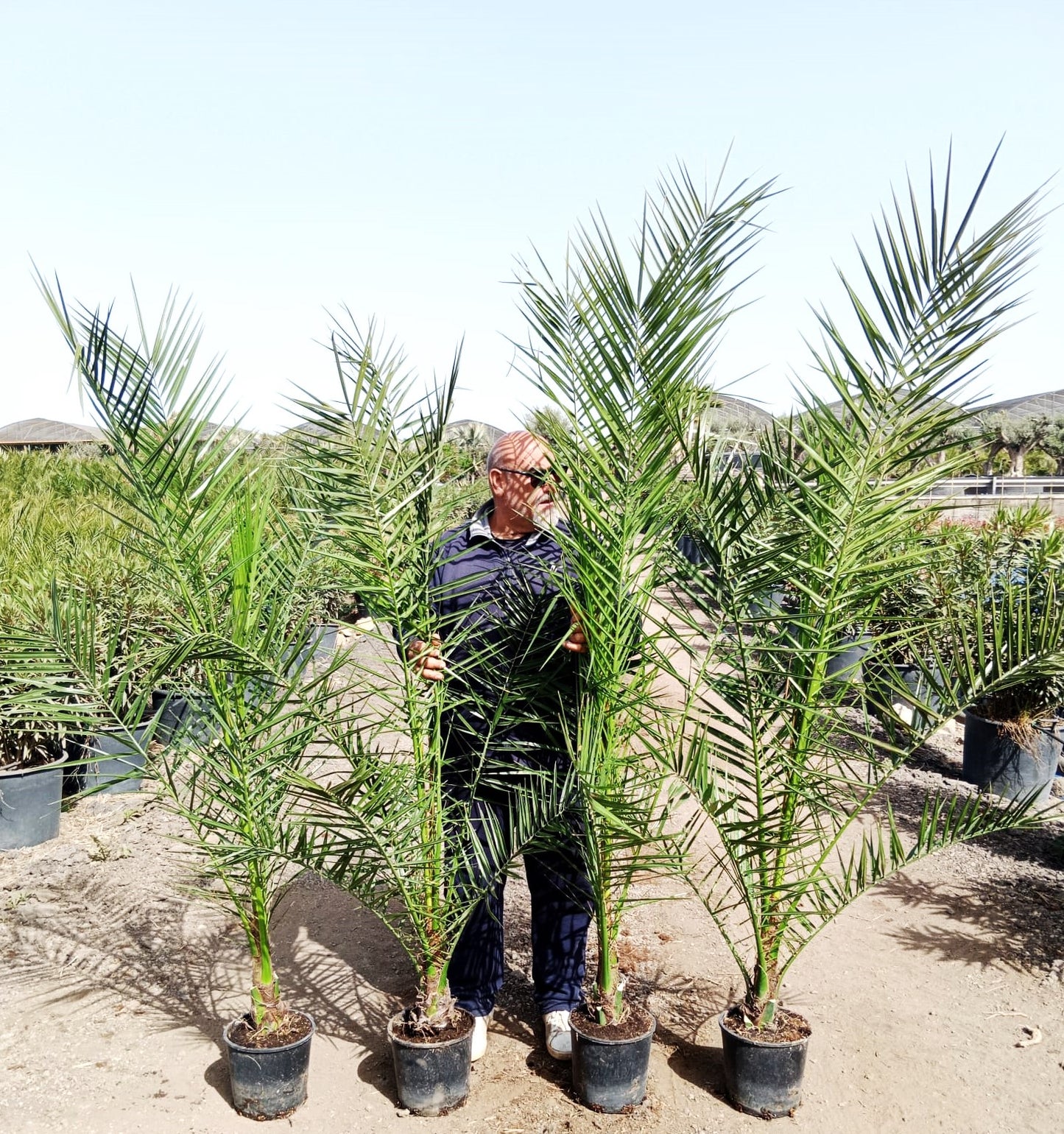 2 Stück 190-210 cm Phoenix canariensis kanarische Dattelpalme kräftige Palmen keine Jungpflanzen VERSANDKOSTENFREI