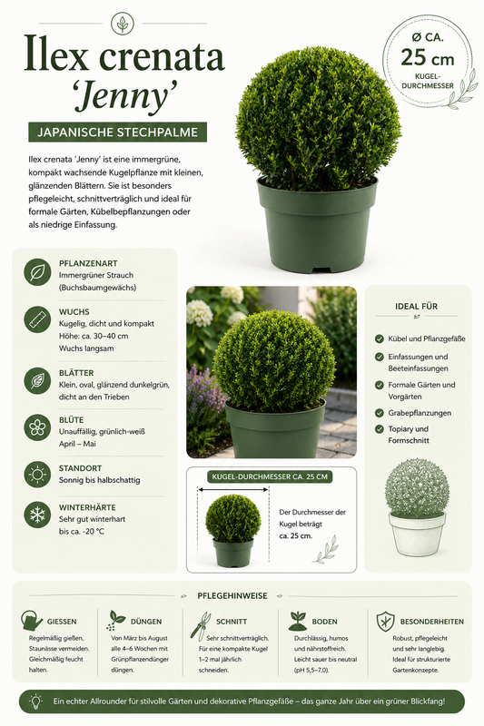Ilex crenata 'Jenny Kugel' Ø ca. 25 cm – Japanische Stechpalme Kugel | Buchsbaum-Ersatz | Immergrüne Heckenpflanze