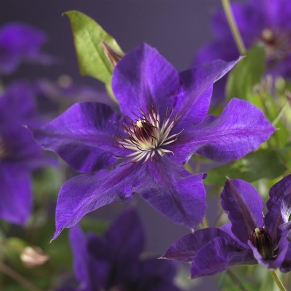 Clematis ‘The President’ 30–50 cm – Großblumige Waldrebe | Blaue Kletterpflanze winterhart