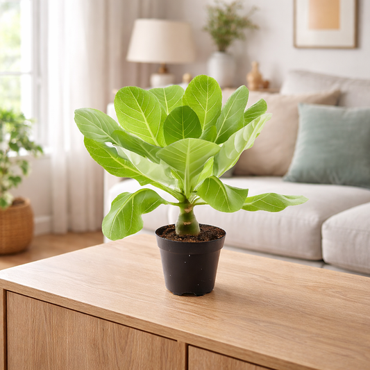 Hawaii Palme Brighamia Insignis ca 40 cm – Vulkanpalme Zimmerpflanze exotisch im 12 cm Topf