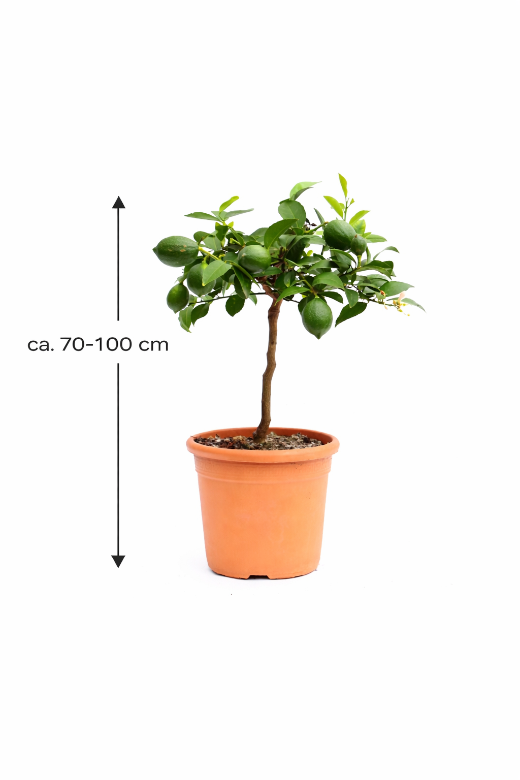 Zitronenbaum Meyer 70–100 cm – Echte Meyer Zitrone Pflanze, Citrus limon Meyer, Zitronenpflanze kaufen