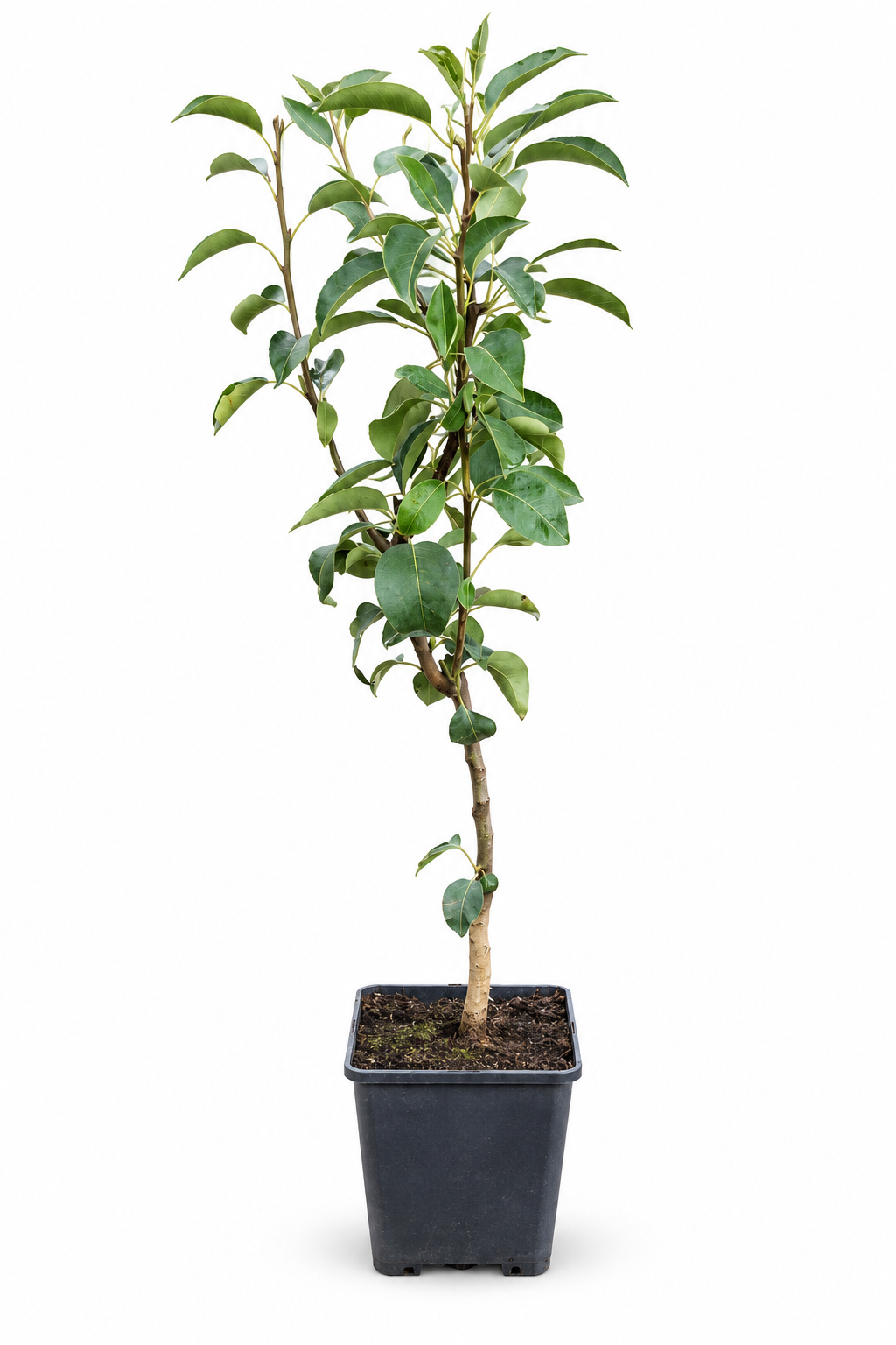 Pyrus communis 'Williams Christ' 100-120 cm hrušeň hrušeň letní hrušeň