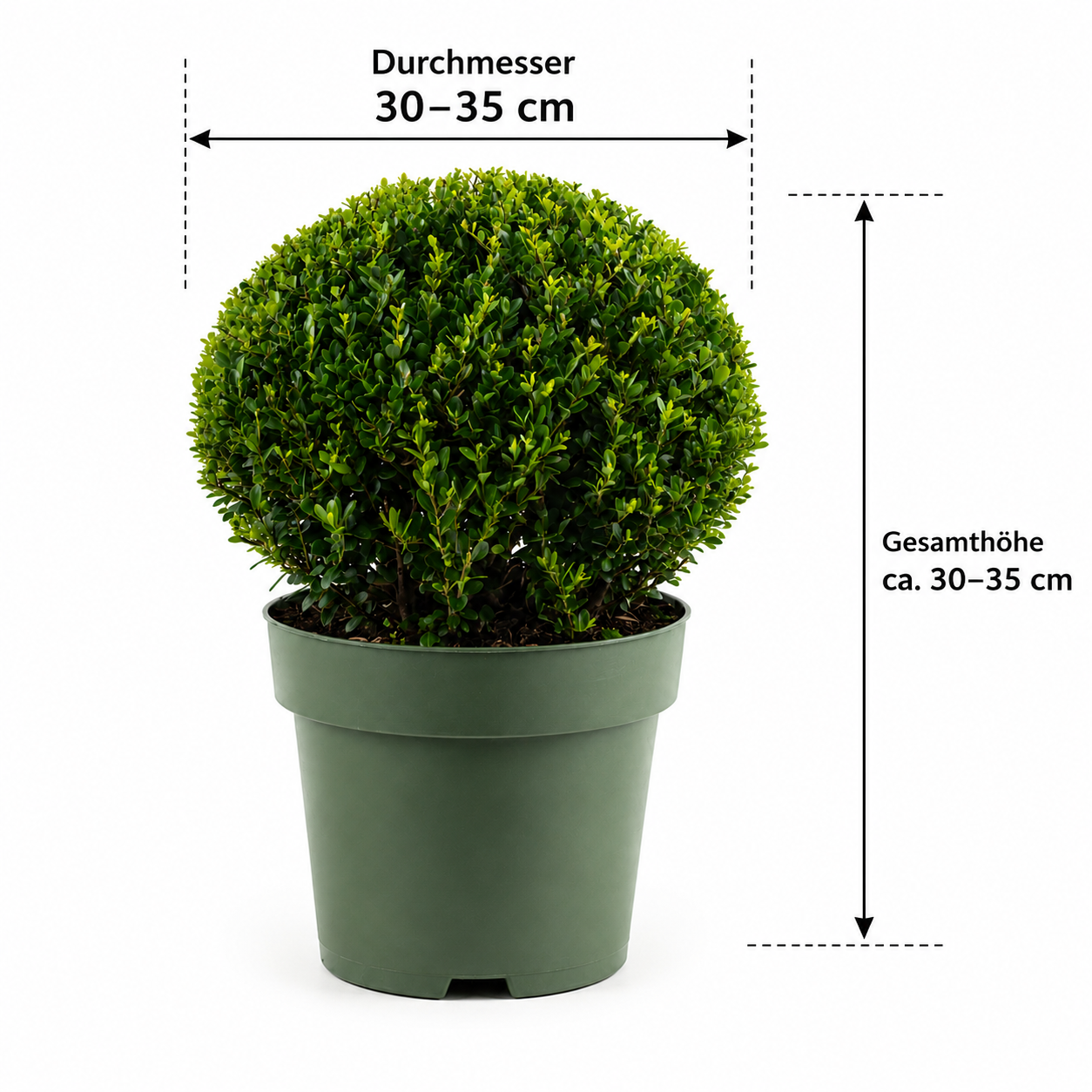 Ilex crenata 'Jenny Kugel' Ø 30–35 cm – Japanische Stechpalme Kugel | Buchsbaum-Ersatz | Immergrüne Heckenpflanze