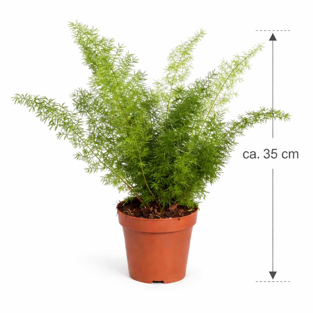 Asparagus Meyeri ca. 35 cm – Zierspargel Fuchsschwanz Farn – Zimmerpflanze im 12 cm Topf