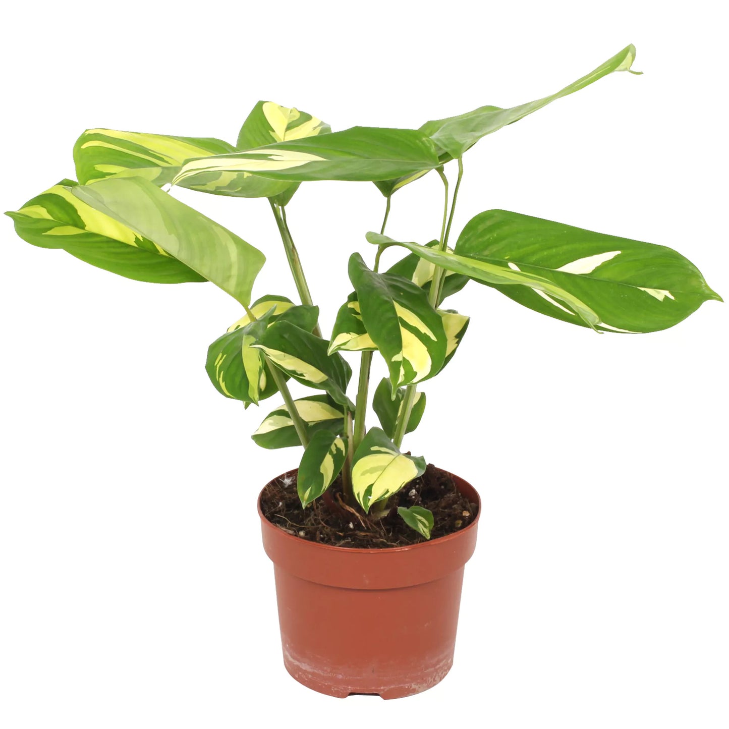 Ctenanthe pilosa Golden Mosaic – 30–40 cm vysoká, robustní pokojová rostlina se zlatým listovým vzorem – známá také jako rostlina Golden Mosaic