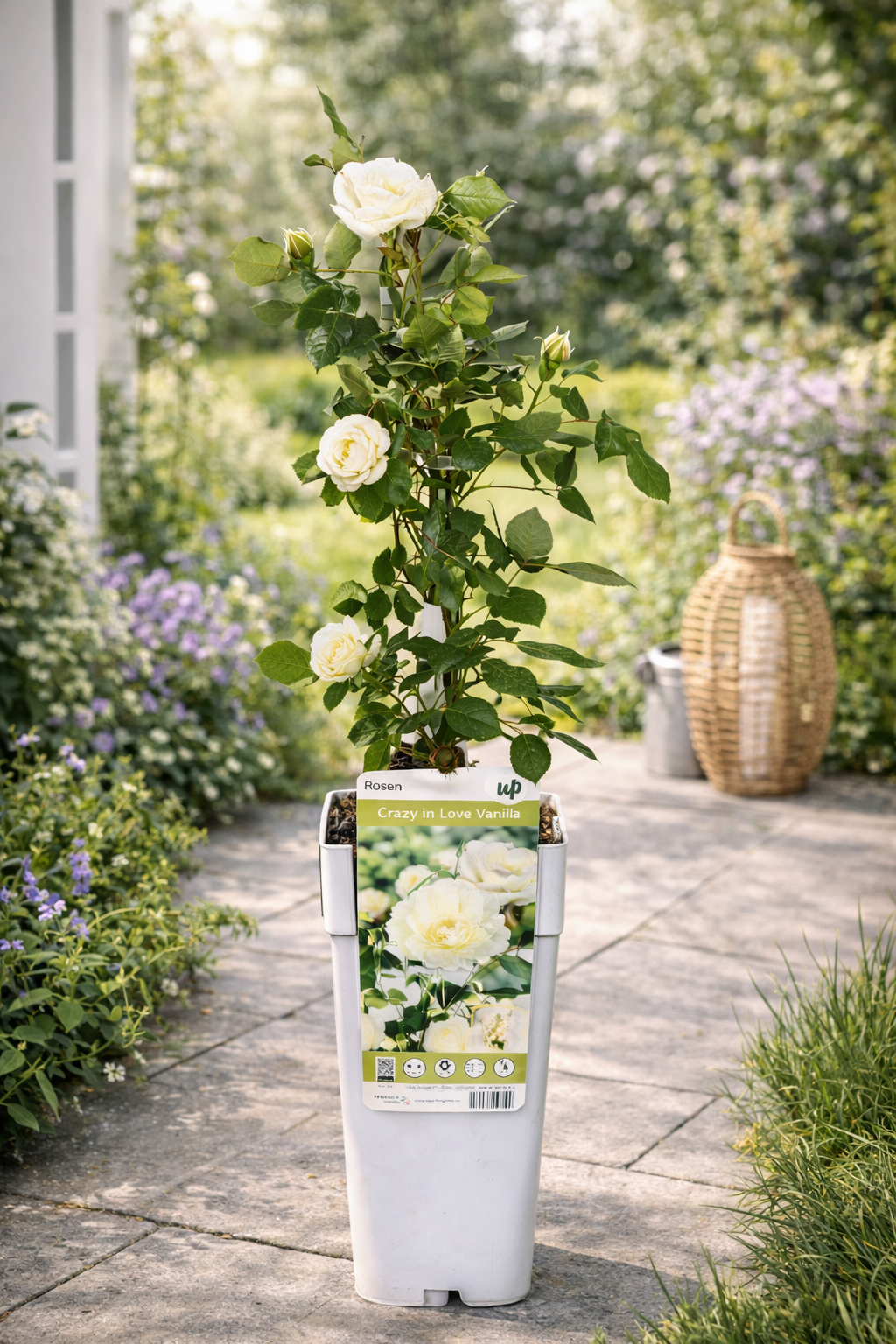 Kletterrose „Crazy in Love Vanille“ 50-70 cm Duftende Edelrose, öfterblühend, winterhart, Gartenrose, Rankrose