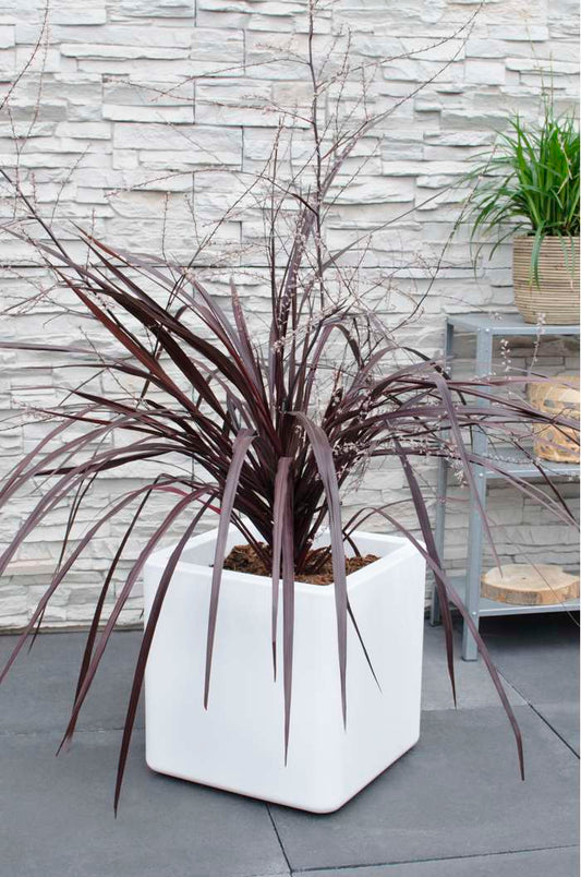 Cordyline X  Festival® Burgundy 120-140 cm Keulenlilie