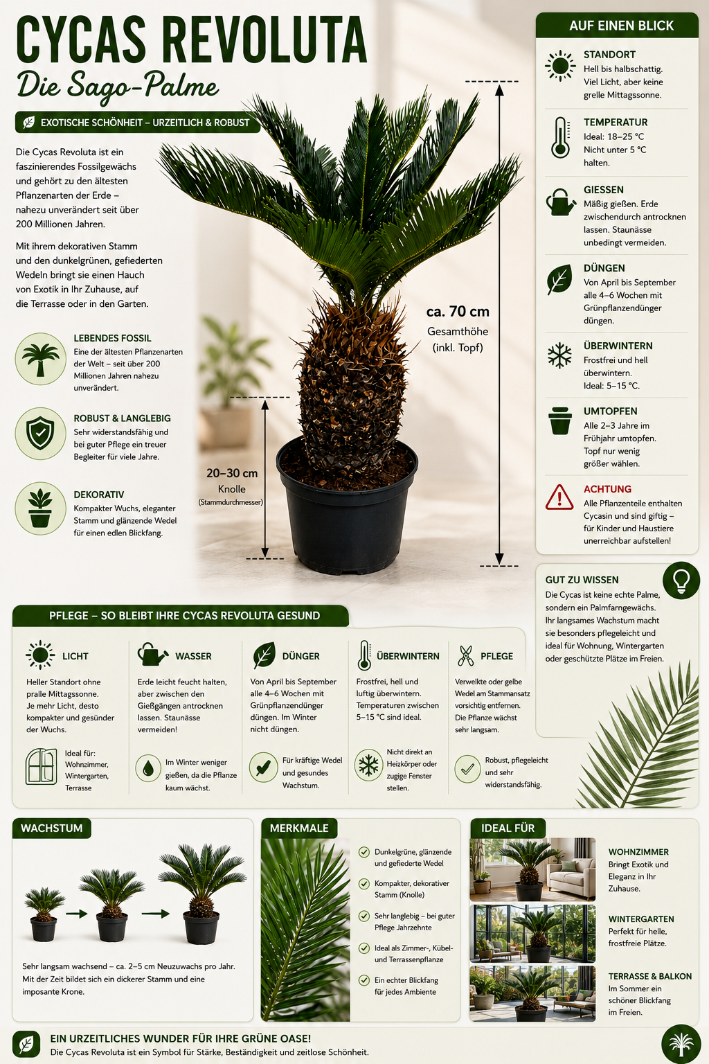 Palmfarn (Cycas revoluta) ca. 70 cm – Japanischer Palmfarn mit 20–30 cm Knolle | Exotische Zimmerpflanze, Kübelpflanze & Wintergarten