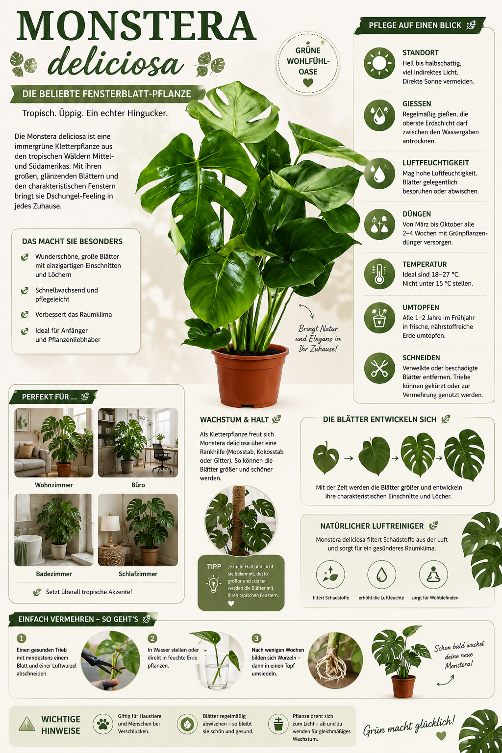 Monstera delicosa 50 cm Köstliches Fensterblatt