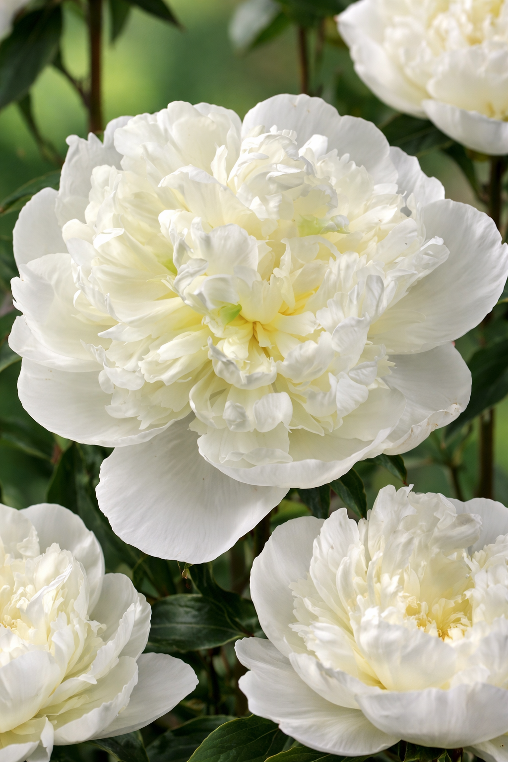Edelpfingstrose Duchesse de Nemours – Duftende Bauernpfingstrose Paeonia lactiflora im 1 L Topf | Weiße Pfingstrose Gartenstaude winterhart