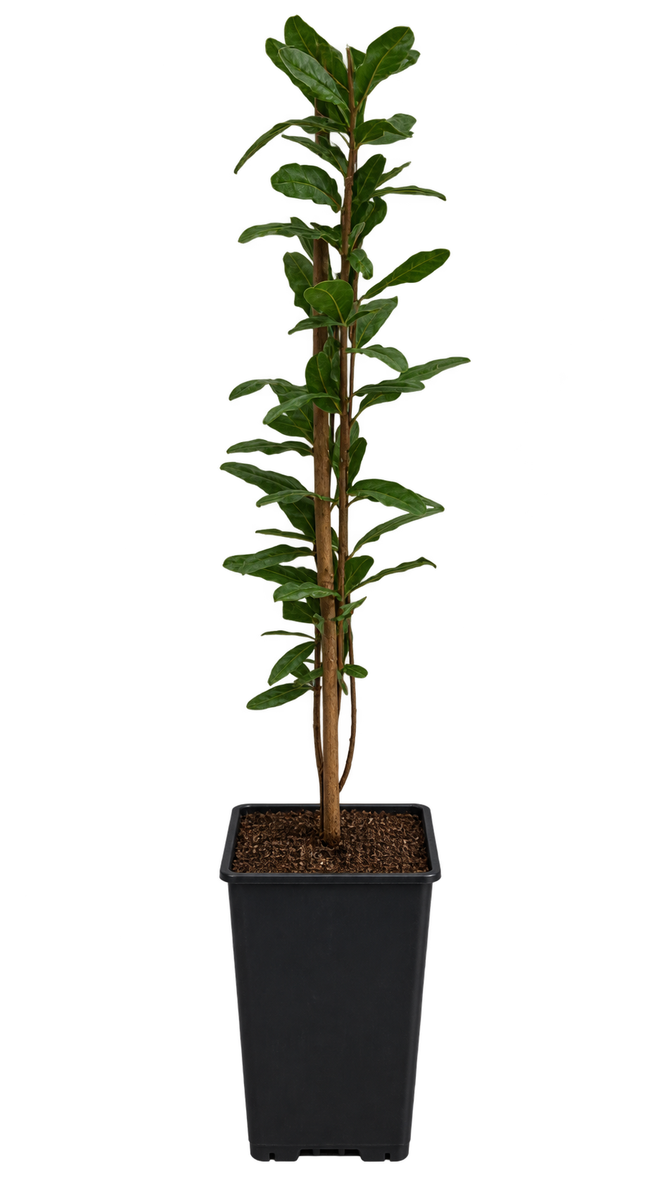 Granatapfel ‘Haku Botan’ – Punica granatum – weiß blühender Granatapfelstrauch für Terrasse & Kübel – 40–60 cm inkl. Topf