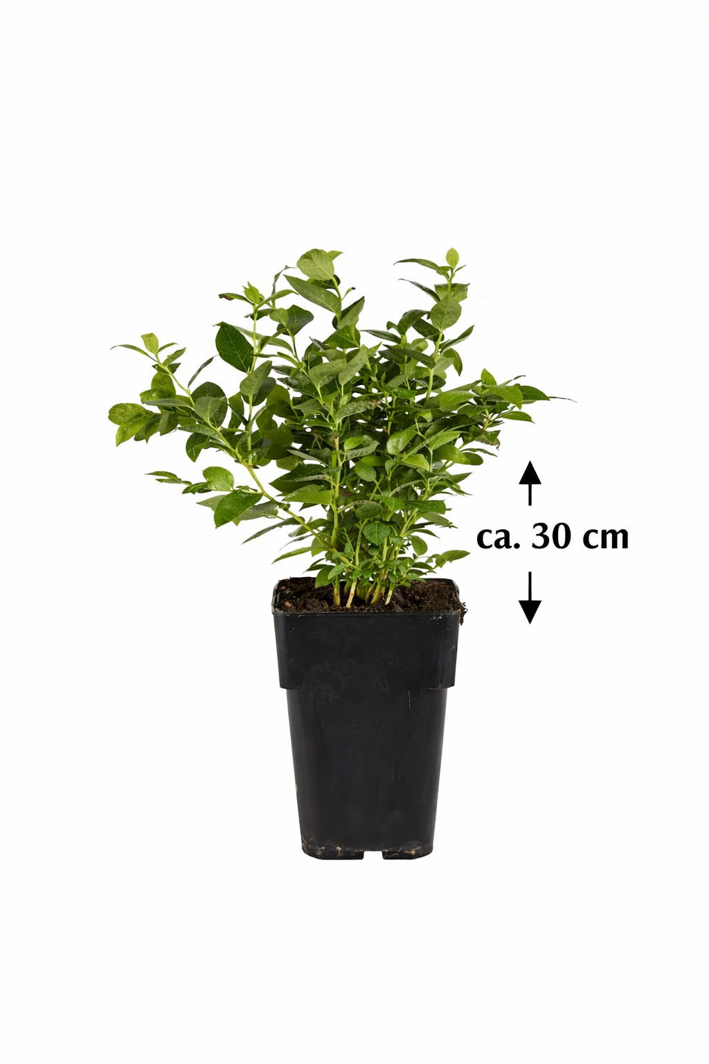 Borůvka Bluecrop cca. 30 cm - Vaccinium corymbosum bluecrop