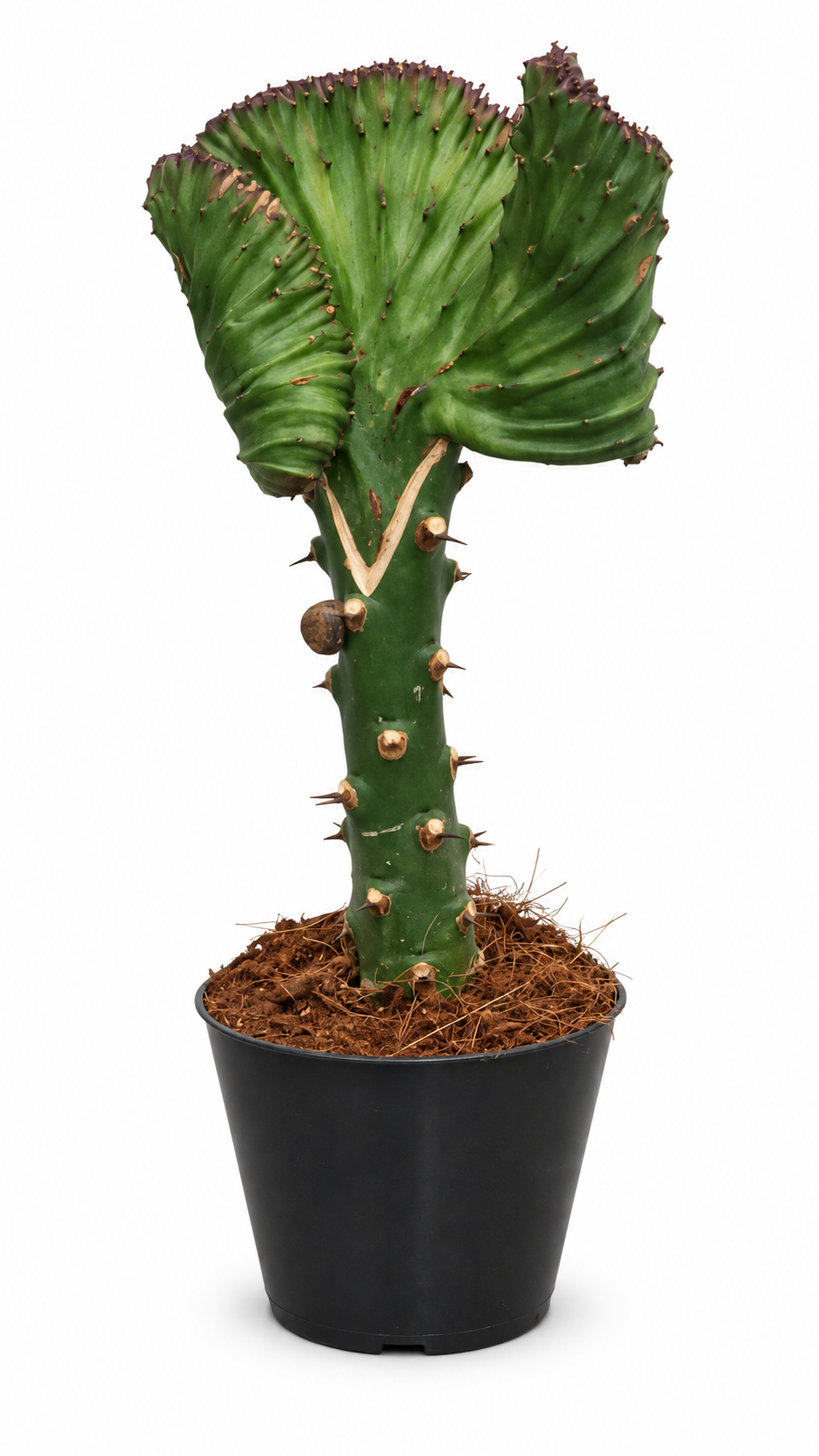 EUPHORBIA Lactea CRISTATA 30-35 cm GRÜN Zimmerpflanze Kakteen Sukkulent Kammartig Wellenartig Einzigartig unikat