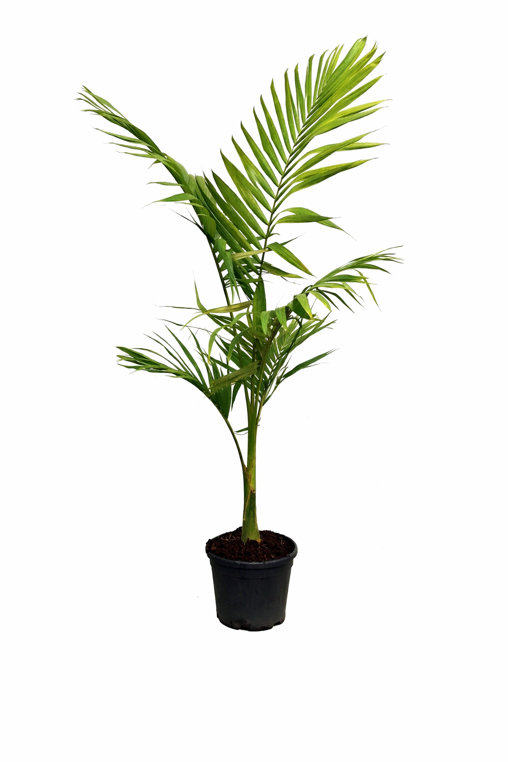 Alexandrapalme 160–200 cm (Archontophoenix alexandrae) – Feuerpalme / Königspalme – Große Zimmerpalme für Indoor & Wintergarten – Exotische Grünpflanze mit Stamm