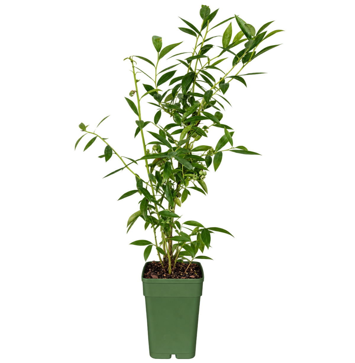 Rosa Heidelbeere ‘Pink Lemonade’ 50–70 cm – Vaccinium, pinke Blaubeere für Garten, Balkon & Kübel