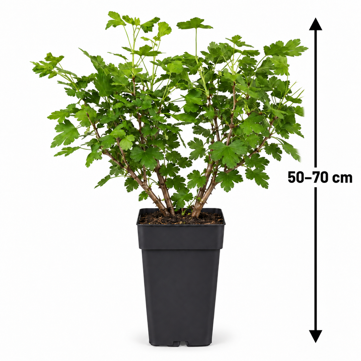 Grüne Stachelbeere ‘Hinnonmäki Grün’ 50–70 cm – Ribes uva-crispa, winterharter Beerenstrauch für Garten und Kübel