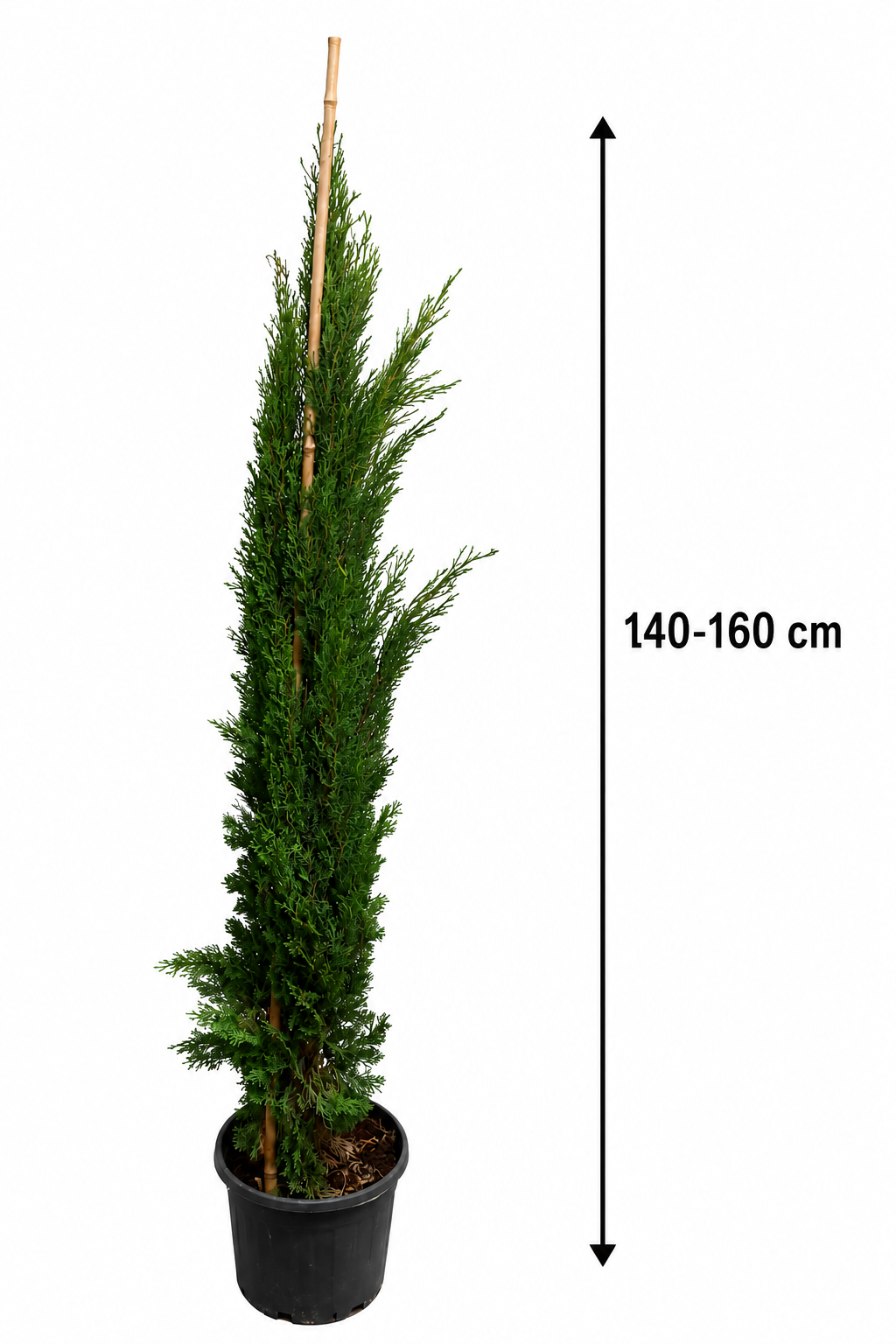 Cupressus sempervirens Totem 140–160 cm – Säulenzypresse Mediterrane Zypresse Italienische Zypresse Wintergrün
