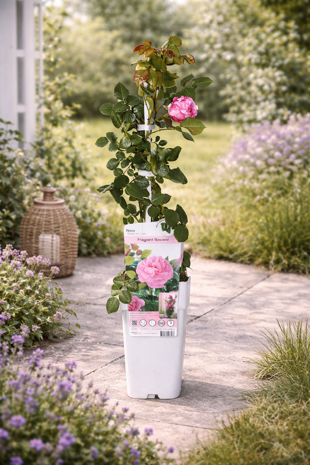 Kletterrose Rosa Crazy in Love Pink 50-70 cm Edelrose rosa blühend winterhart duftend Gartenrose Rankrose