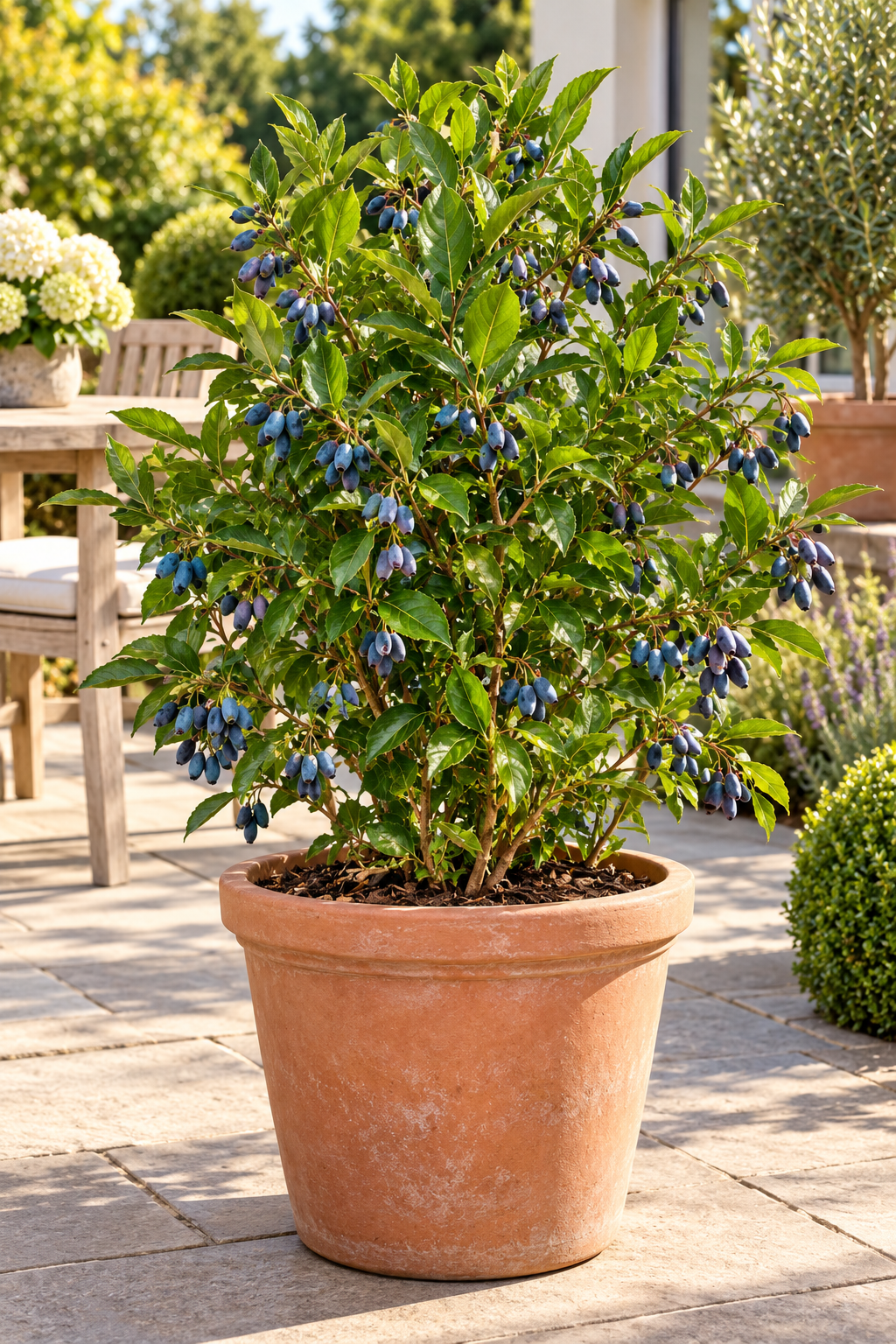 Azoren-Heidelbeere ‘Blue Pearl’ – Vaccinium cylindraceum, Blaubeere für Garten & Kübel – 40–60 cm inkl. Topf